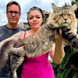 Conheça Xartrux, o gato brasileiro de 1,30 m que pode entrar para o Guinness Book