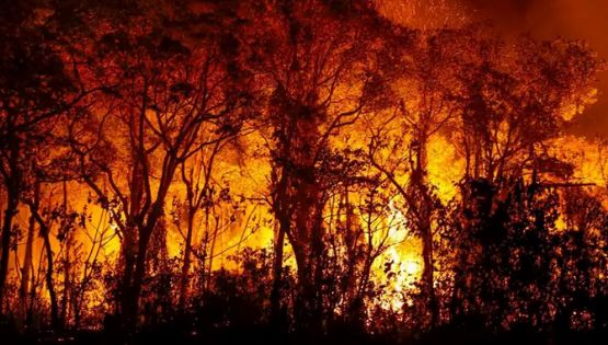 Incêndios subterrâneos penetram o solo do Pantanal; saiba o que são