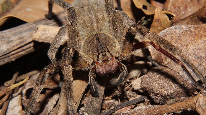 Veja as 3 espécies de aranhas venenosas mais comuns no Brasil e saiba como se proteger