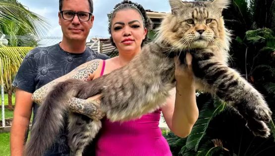 Conheça Xartrux, o gato brasileiro de 1,30 m que pode entrar para o Guinness Book