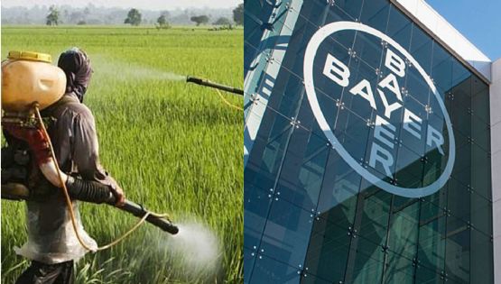 Glifosato: Dez fatos sobre o agrotóxico da Bayer mais perigoso e vendido do mundo